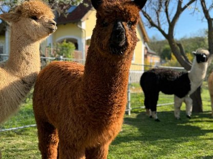 Bild 2:Alpaka Junghengste
