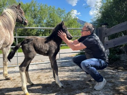 Bild 6:Tolles Isländer-Fohlen