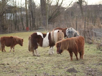 Bild 6:Minishetlandponys abzugeben