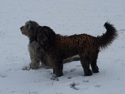 Hirtenhunde - Wurfplanung für Sommer 2025