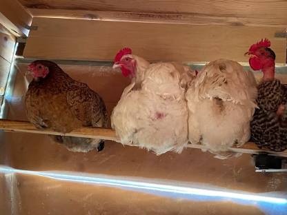 Bild 5:Bruteier von Rasse-Mix-Hühnern