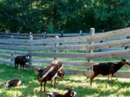 Bild 3:Soay-Schafe, Soayschafe