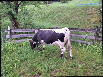 Bild 4:Pustertaler Sprinzenkuh