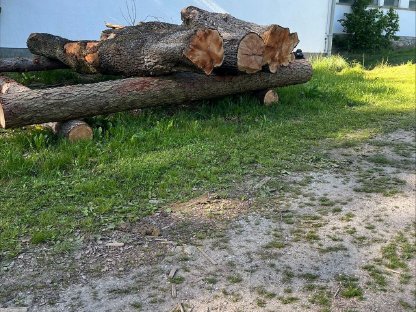 Obstbäume