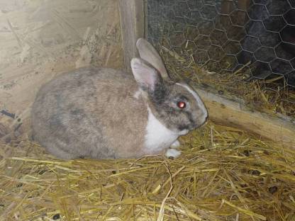 Bild 2:Zwerghasen-Pärchen