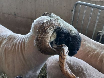 Bild 4:Walliser Schwarznasen-Widder