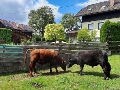 Verkaufe gutmütigen Angusstier