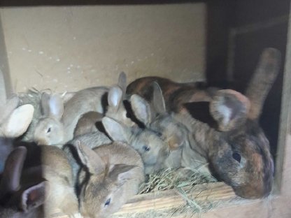 Bild 2:Häsinnen mit Jungen