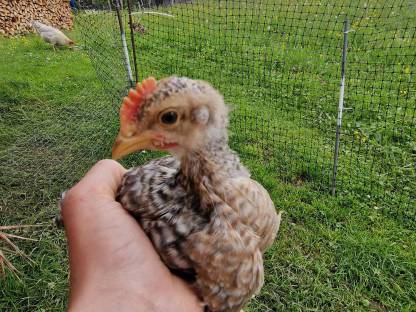 Bielefelder Kennhuhn