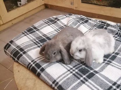 Zwergkaninchen Zwergwidder