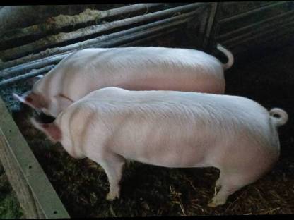 Mastschweine -