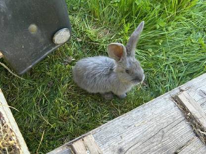 Bild 2:Junge Deutsche Riesen Fleischhasen