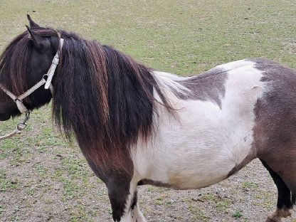 Bild 2:Mini-Shetland Staatsprämien Stute