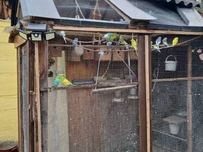 Bild 4:Wellensittiche