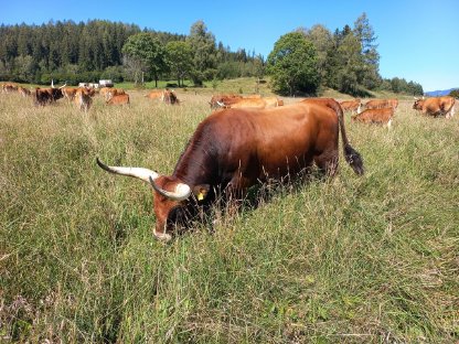 Iberische Cachena Rinder