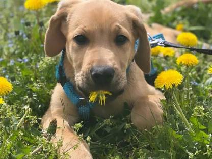 Bild 3:Broholmer Welpen - Dänischer Königshund