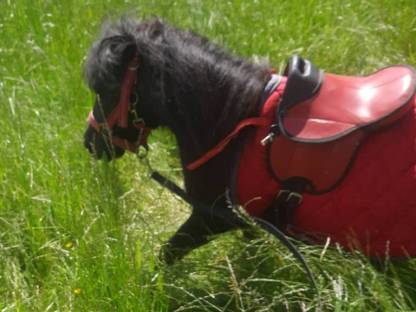 Mini Pony Stute