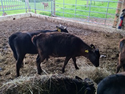 Bild 6:Verkaufe Dexter Kälber