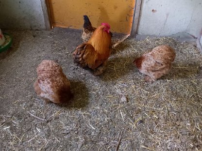 Bild 7:Zwerg-Cochin Gruppe