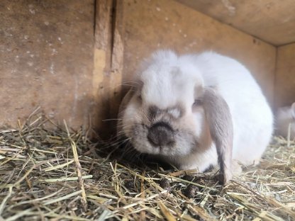 Bild 9:Kaninchen