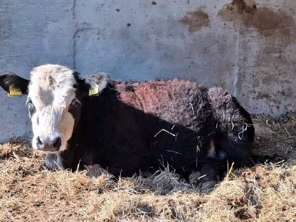 Jungbulle/Fresser, geb. 05/2024, Rasse Galloway x Hereford