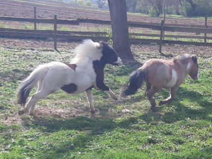 Bild 2:Amerikanisches Miniaturpferd Hengst Sonderfarbe