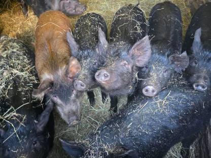 Schwarze Alpenschwein-Ferkel