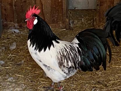 Bild 2:Lakenfelder Zuchtstamm