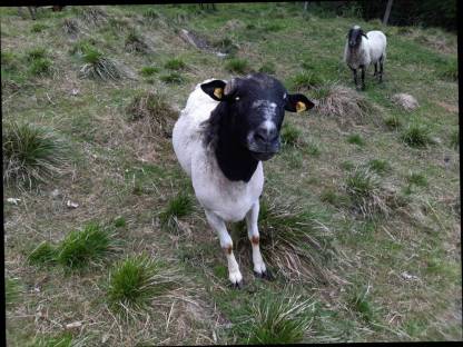Dorper Widder
