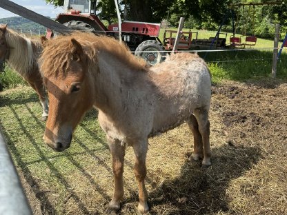 Norika Pony Mix Fohlen