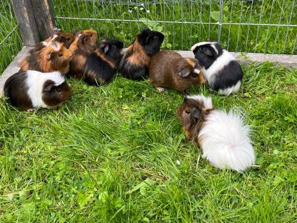 Meerschweinchen