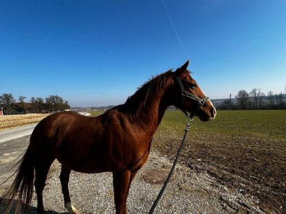 Bild 6:American Quater Horse - 11 Jahre