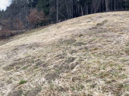 Bild 3:Weidefläche