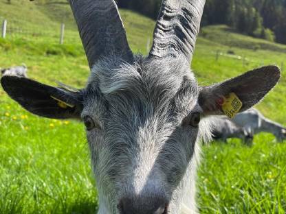 Bio Blobe Ziegen Bock Nico 1 Jahr