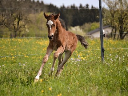 Bild 3:Reitpony Hengstfohlen Nesquik SP