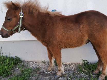 Ponyhengst