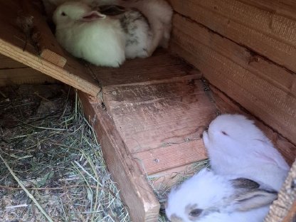 5 Deutsche Riesen suchen ein Zuhause