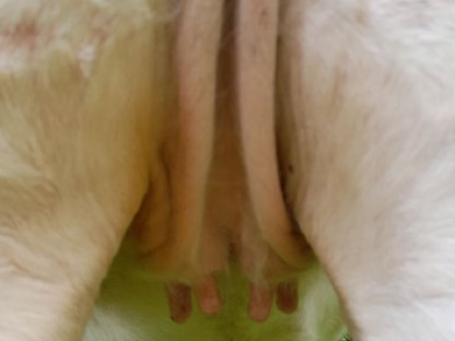 Bild 4:Hochwertiges Fleckvieh-Zuchtvieh zu verkaufen