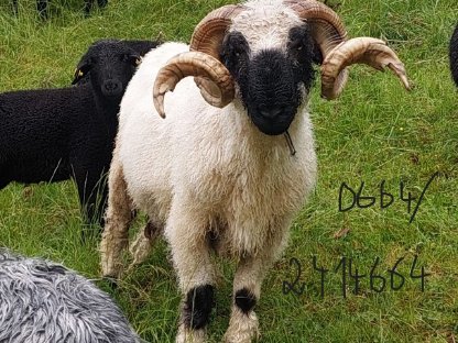 Bild 2:Gutmütiger älterer Schafbock