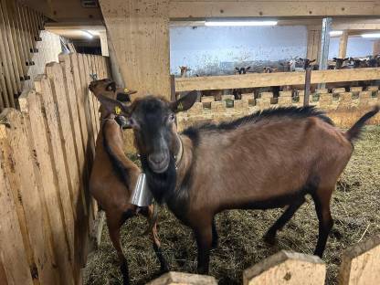 Bild 2:GGZ Bock