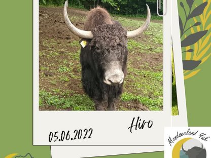 Yak Stiere