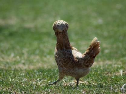 Bild 2:Haubenhuhn-Bruteier