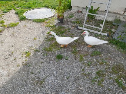 Moschusenten