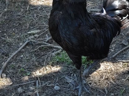 Bild 2:Ayam Cemani Hahn gegen freie Spende abzugeben