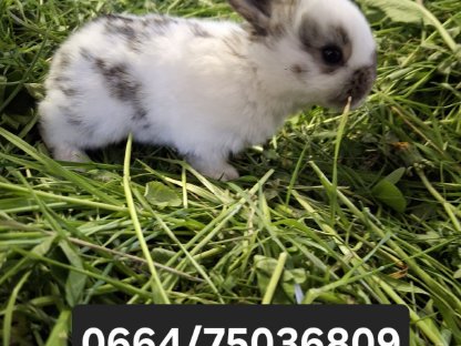 Bild 8:Kaninchen, Fleischhasen/Schlachthasen