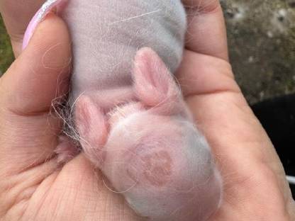 Bild 5:Zwergwidder Babys