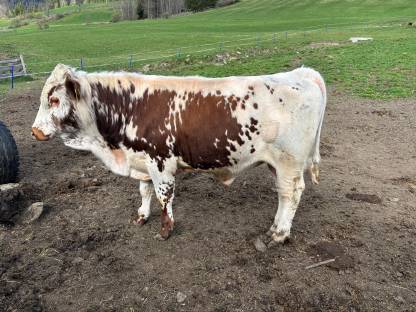 Pustertaler Sprinzen Stier