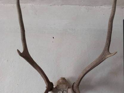 Tiertrophäen