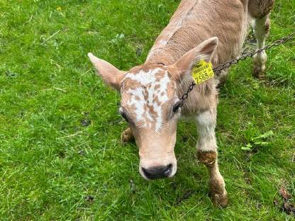 Rigel Kalb