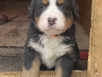 Berner Sennenwelpen